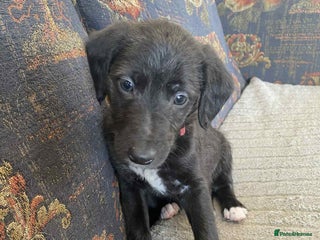 Mixed Breed dogs F1 BEDLINGTON X WHIPPETS - Advert 1