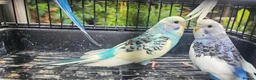 Budgerigars birds for sale: Baby budgies for sale  in Waltham Abbey - Advert 27