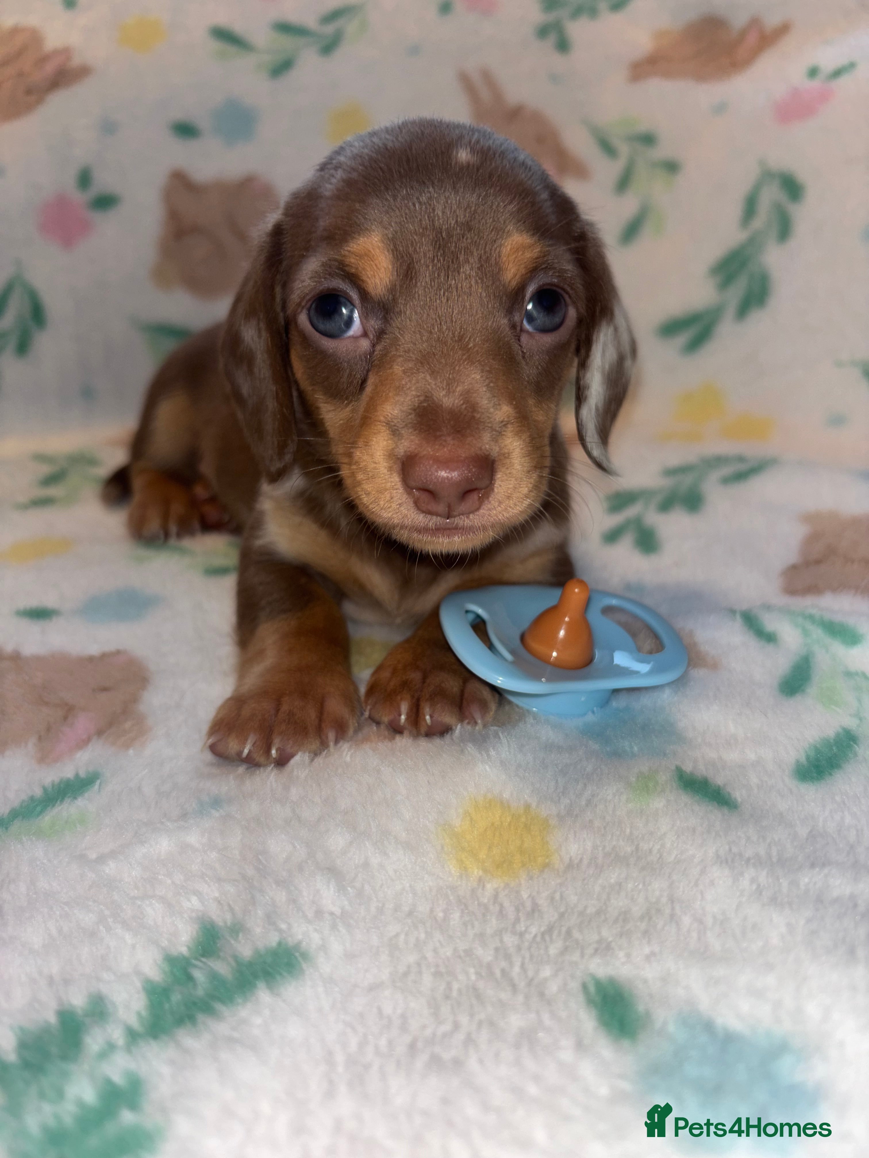 Miniature Dachshund dogs Dreamy miniature dachshunds  - Advert 6