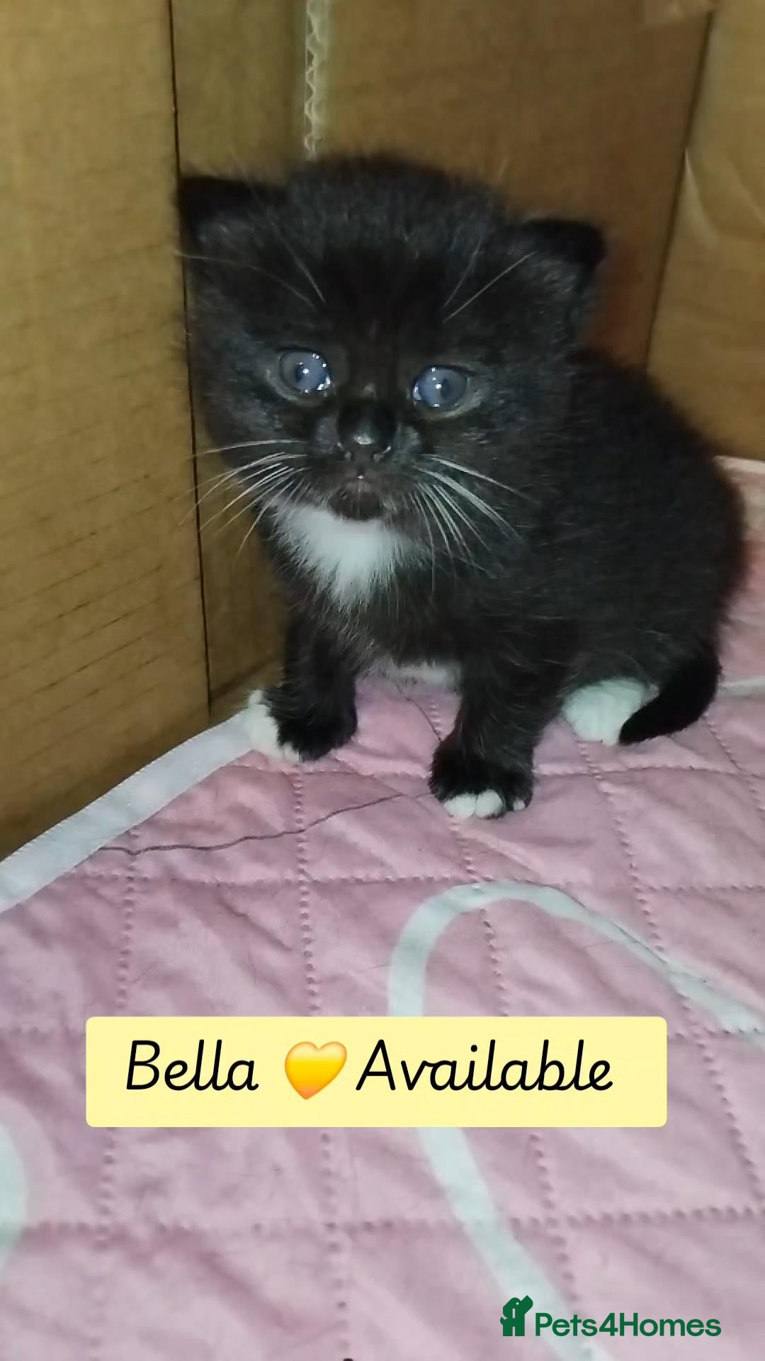 British Shorthair cats Last girl 💛 available BSH  x DSH  - Advert 14