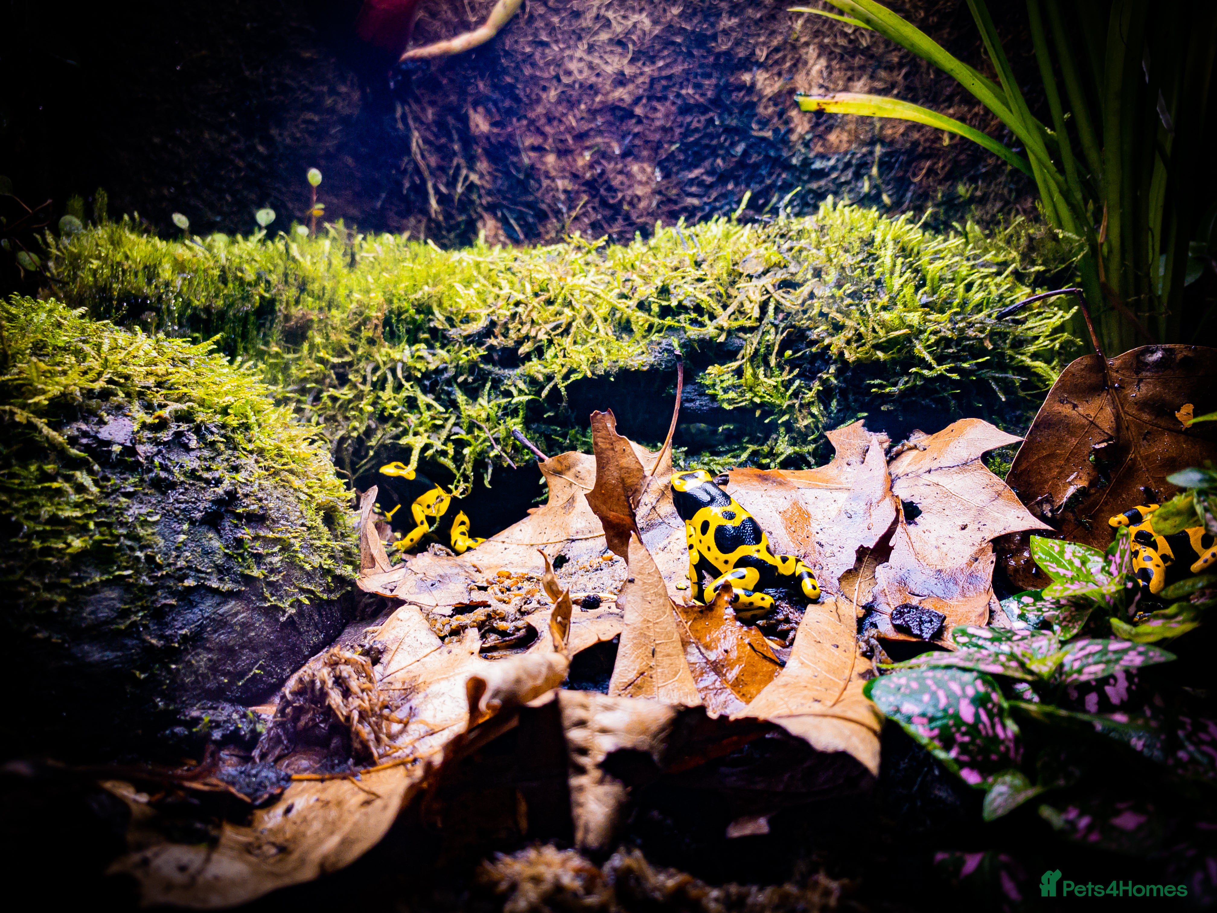 Frog reptiles Dendrobates Leucomelas froglets - Advert 2