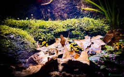 Frog reptiles for sale: Dendrobates Leucomelas froglets - Image 1