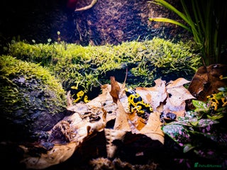 Frog reptiles Dendrobates Leucomelas froglets - Advert 8