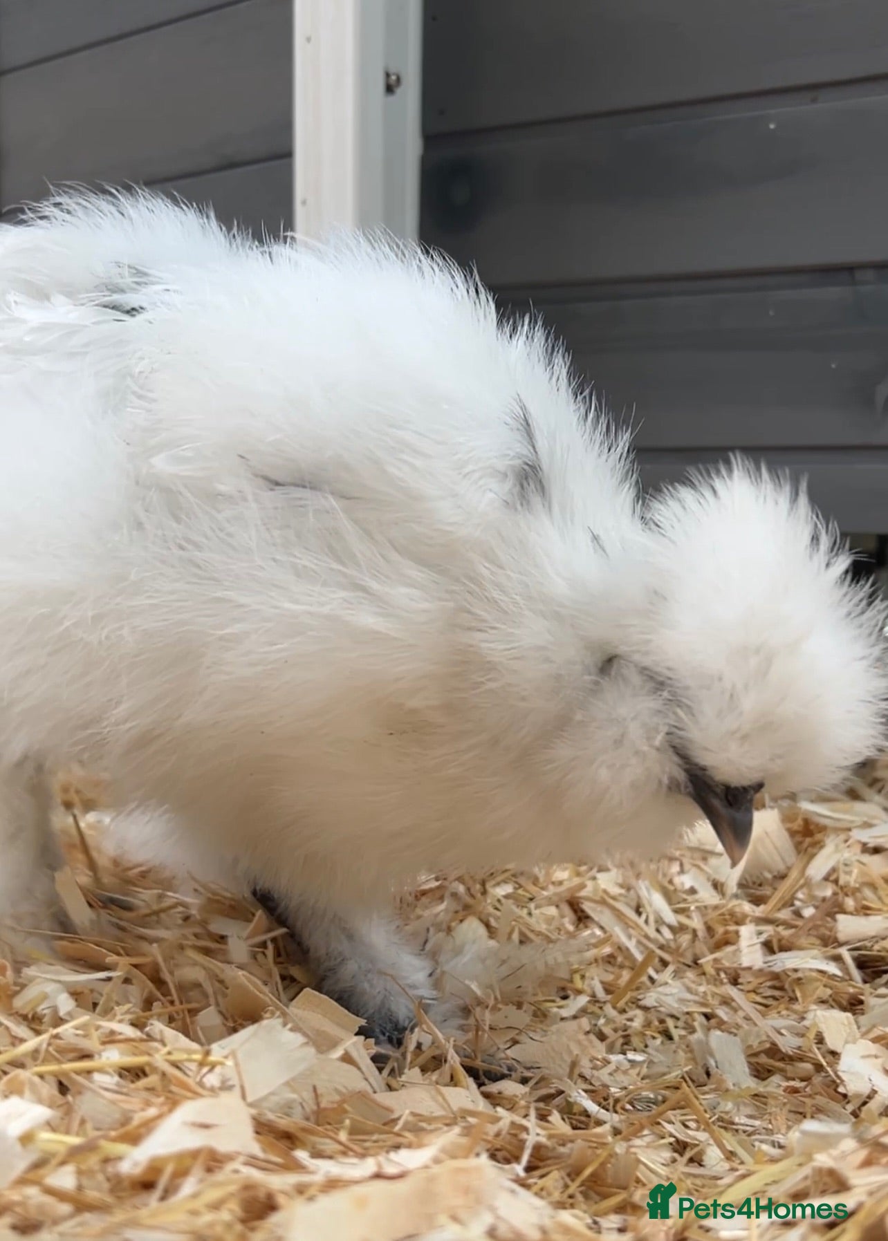 Chickens poultry Silkie Cockerel - Advert 2