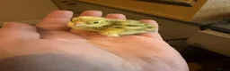 Quail poultry for sale: Coturnix Hatching eggs different amounts  - Advert 5