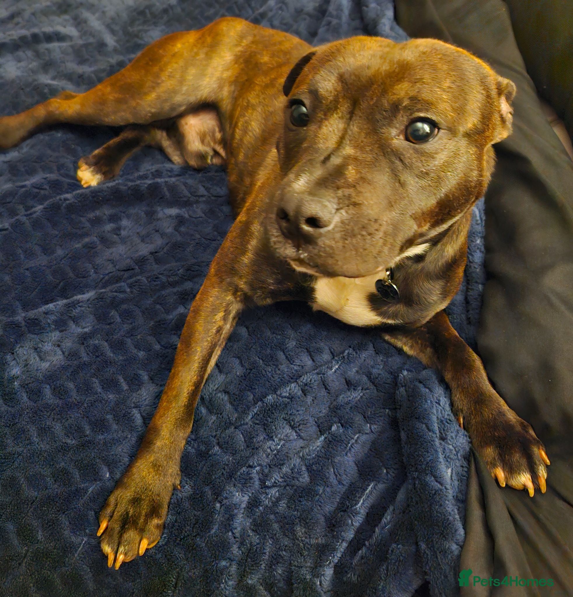 Staffordshire Bull Terrier dogs Staffie  - Advert 1
