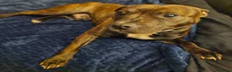 Staffordshire Bull Terrier dogs for sale: Staffie  in Haverfordwest - Advert 1
