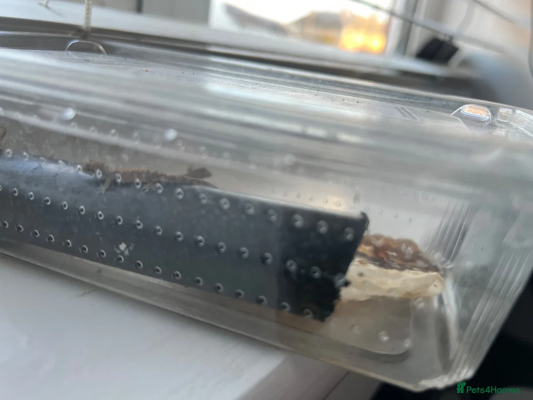Gecko reptiles for sale: 4 Baby Mourning Geckos in Biggleswade - Advert 3