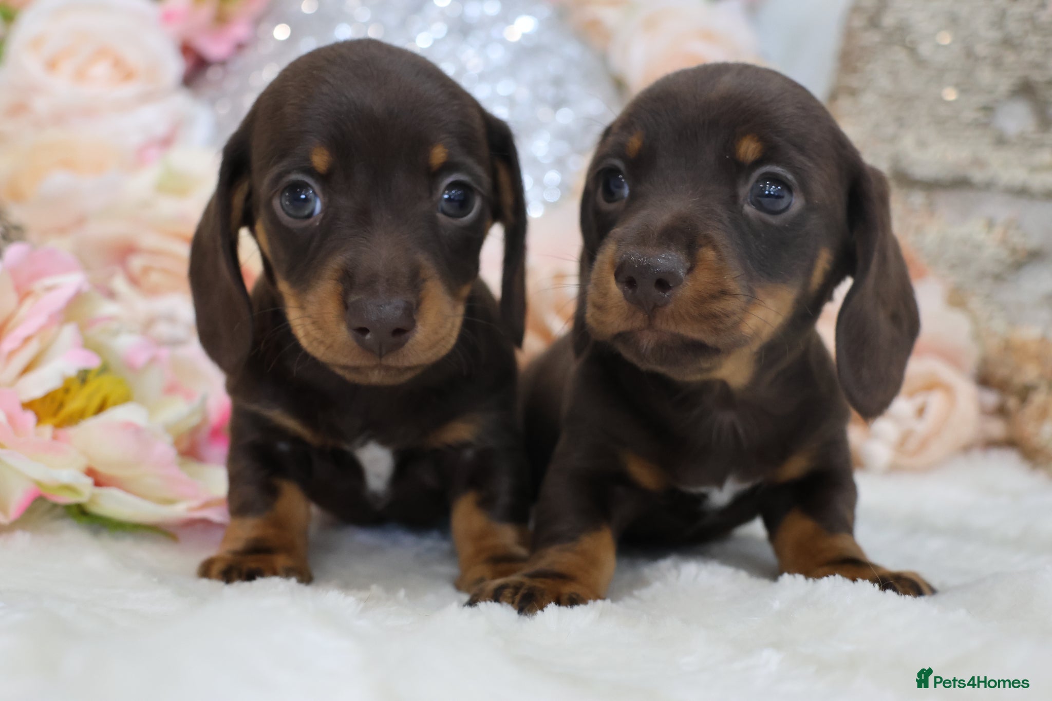 Miniature Dachshund dogs KC Miniature Dachshund Puppies - Advert 12