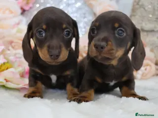 Miniature Dachshund dogs KC Miniature Dachshund Puppies - Advert 12