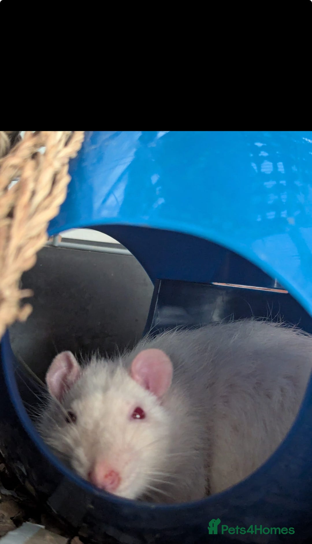 Rat rodents for sale: Lovely male pet rats - Advert 3
