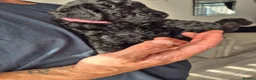 Miniature Poodle dogs for sale: 2 beautiful KC registered miniature poodles - Advert 15