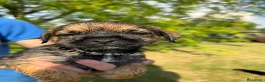 Border Terrier 3