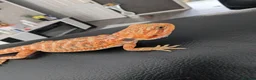 Bearded Dragon reptiles for sale: Hand tame - Advert 6