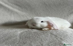 Mini Lop rabbits for sale: Mini Lops Ready To Leave Now - Image 8