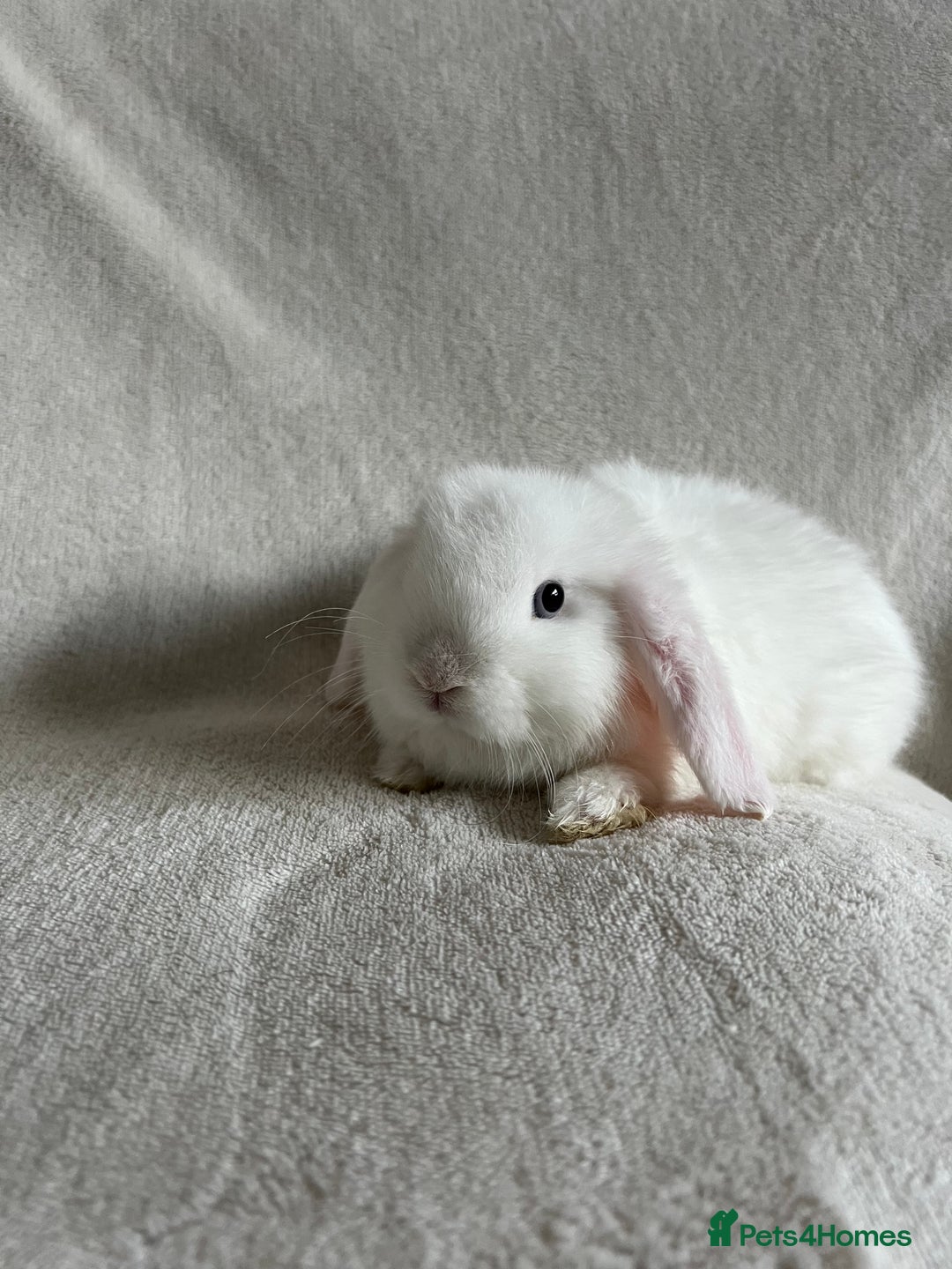 Mini Lop rabbits for sale: Mini Lops Ready To Leave Now - Image 8