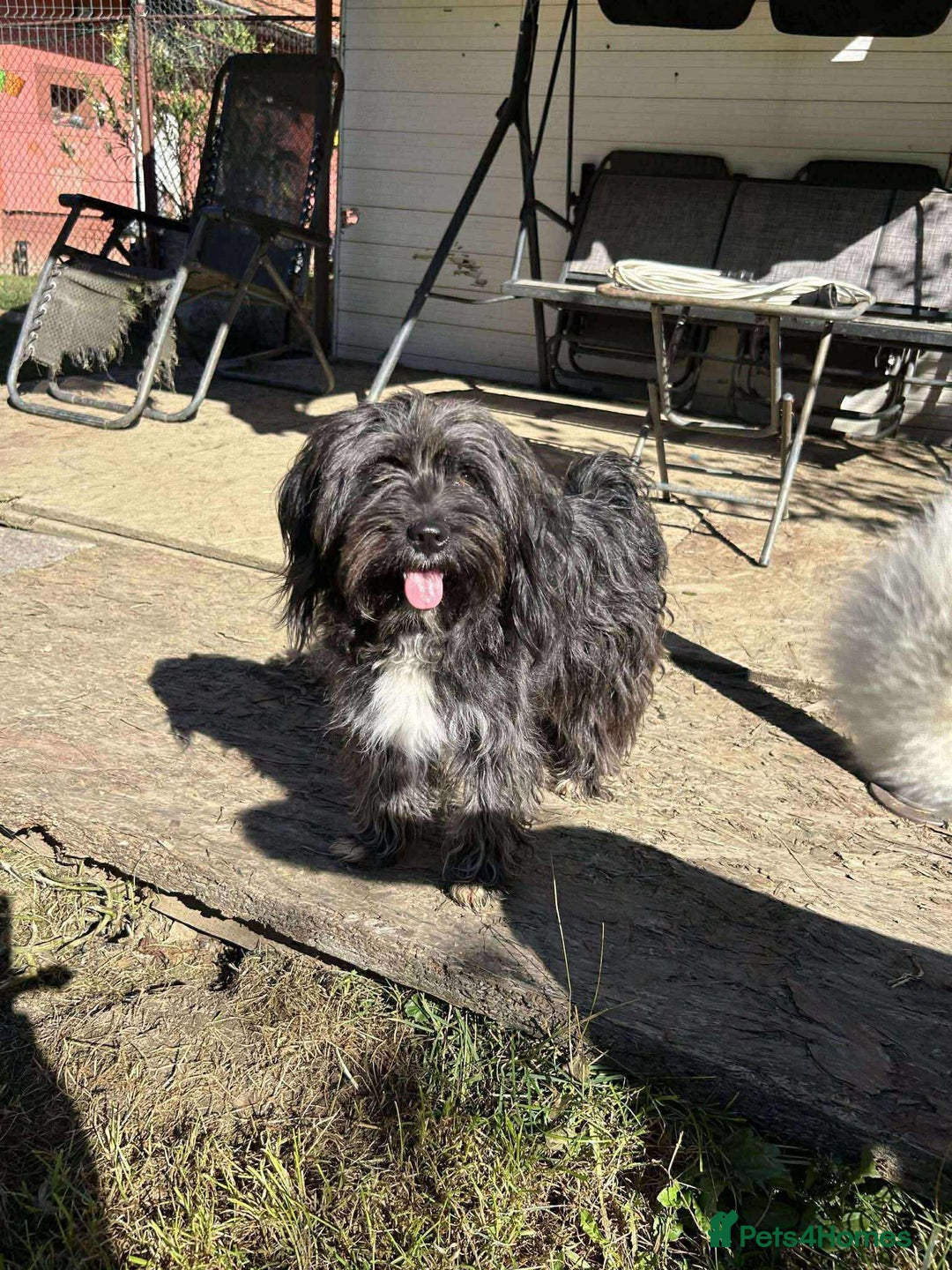 Mixed Breed dogs for adoption: ANGEL-3 yo, happy, friendly,loves people/dogs/cats - Image 2