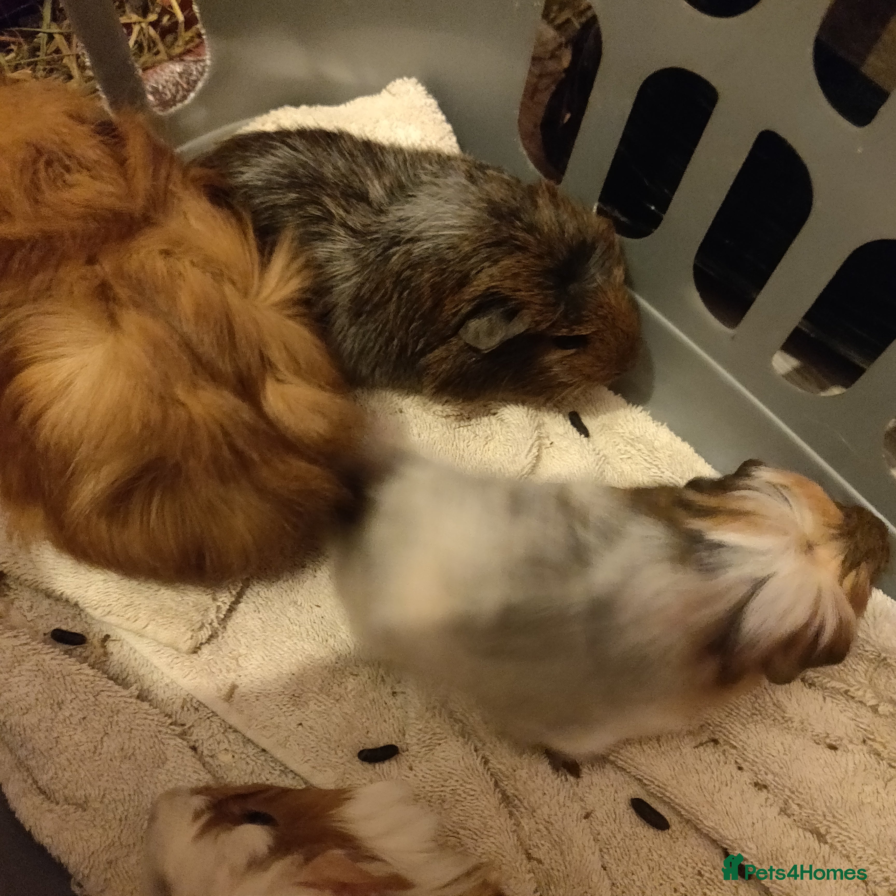 Guinea Pig rodents Baby Guinea pigs - Advert 1