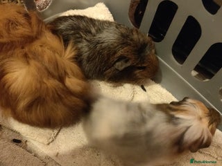 Guinea Pig rodents Baby Guinea pigs - Advert 1