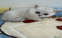 British Shorthair cats for sale: GCCF 🏆 British shorthair kitten🏆 - Image 12