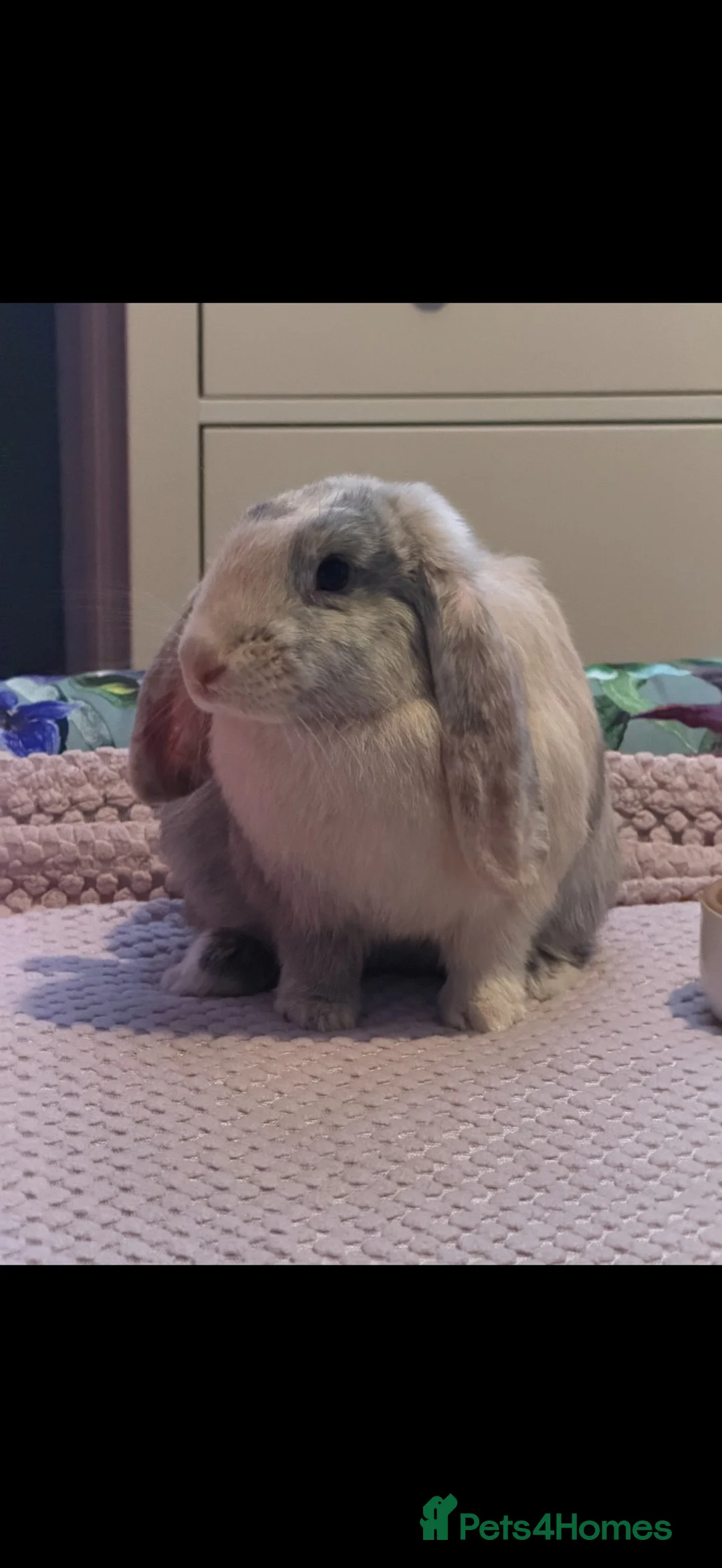 Mini Lop rabbits for sale: 1 x female rabbit for sale in Market Drayton - Advert 2