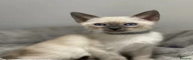 Siamese Kitten 9