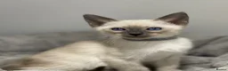 Siamese cats for sale: GCCF Registered Siamese Kittens  - Advert 11