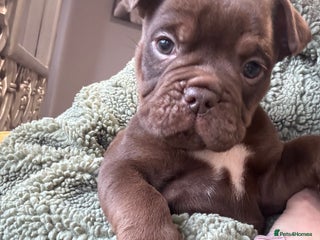 Olde English Bulldogge dogs Top quality olde English bulldogs - NEBBER REG - Advert 1