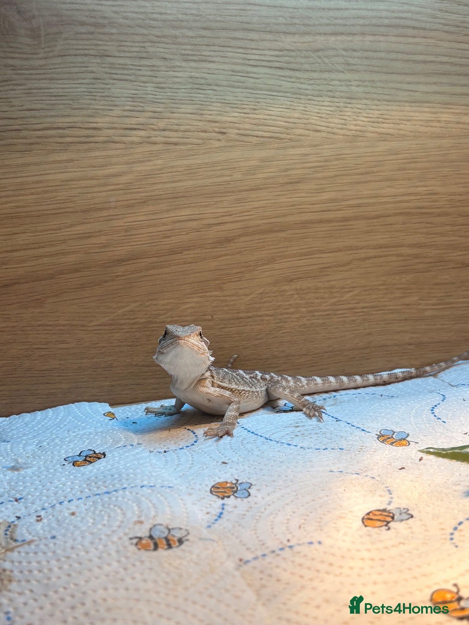 Bearded Dragon reptiles Baby Bearded Dragon  - Advert 1