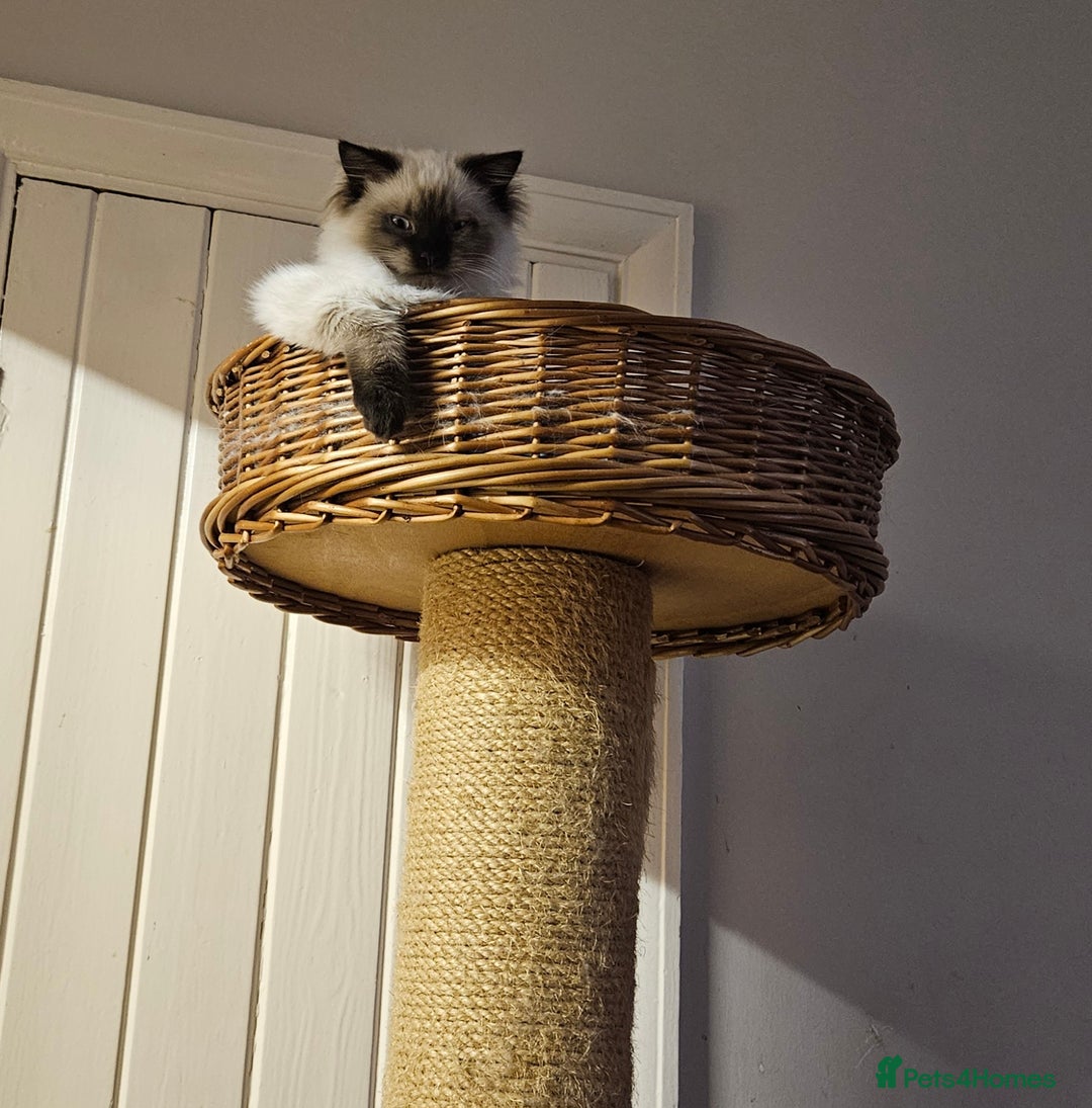 Ragdoll cats for sale: Seal Colourpoint Male - Advert 3