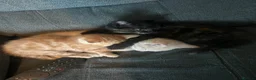 Mixed Breed cats for sale: Kittens need to go today  - Advert 7