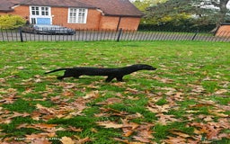 Labrador Retriever dogs for sale: Black labrador puppy for sale - Image 4