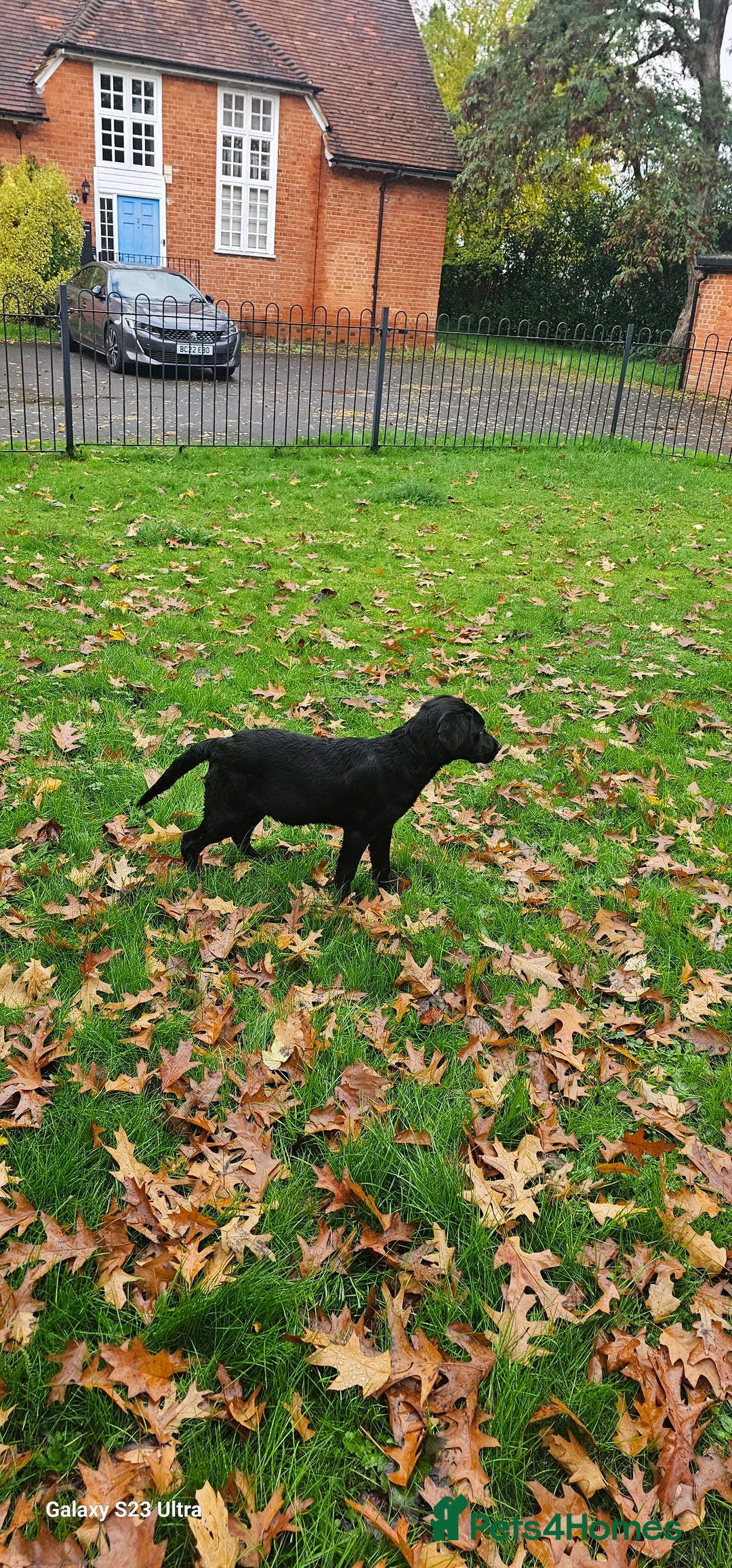 Labrador Retriever dogs for sale: Black labrador puppy for sale - Image 4