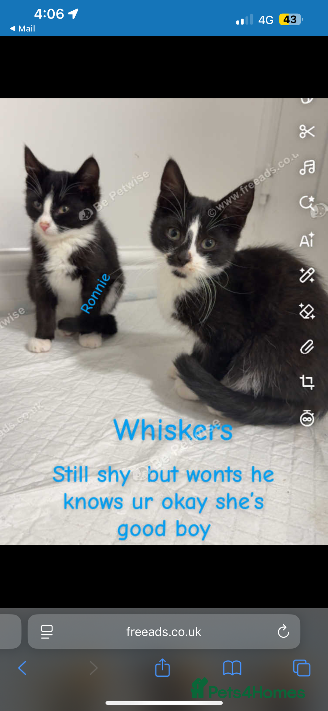 Mixed Breed dogs for sale:  Kittens / cats  - Advert 2