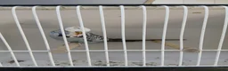 Budgerigars birds for sale: Budgerigars - Advert 7