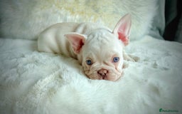 French Bulldog dogs for sale: French Bulldog gorgeous puppies - Image 13