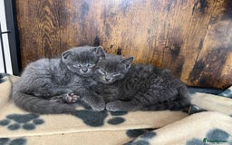 Scottish Fold cats for sale: Scottish-fold Kittens   - Image 15