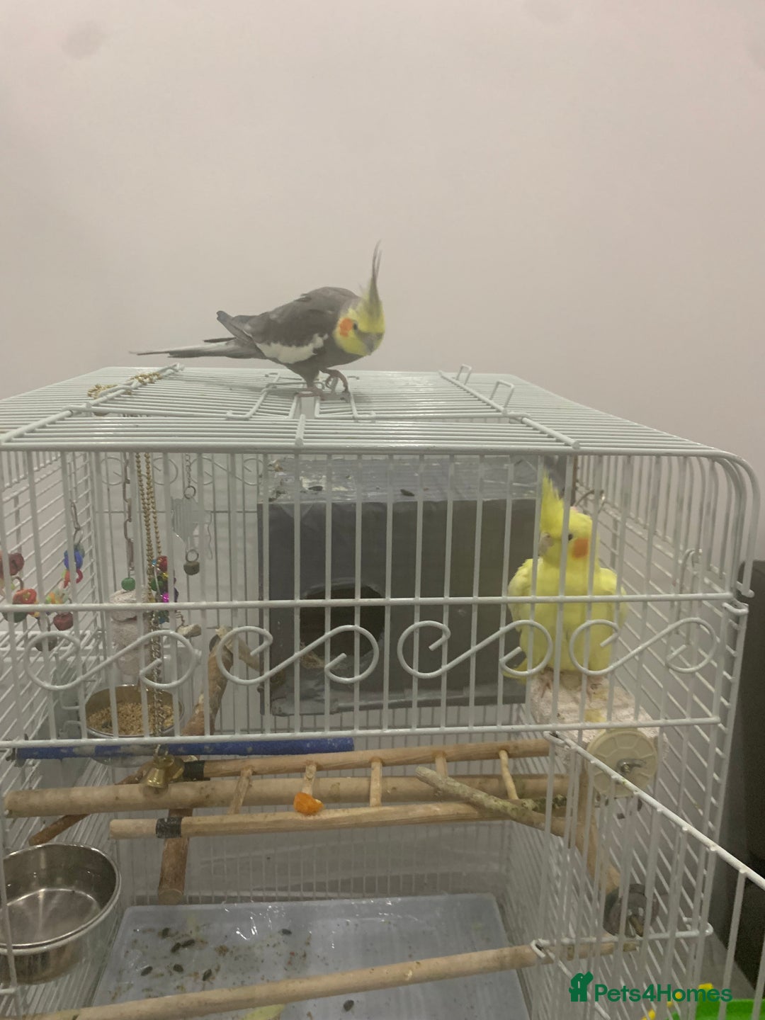 Cockatiels birds for sale: male and female cockatiels age 4  - Image 1