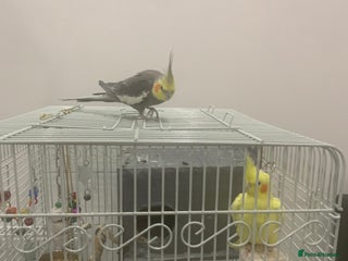 Cockatiels birds - Advert 5