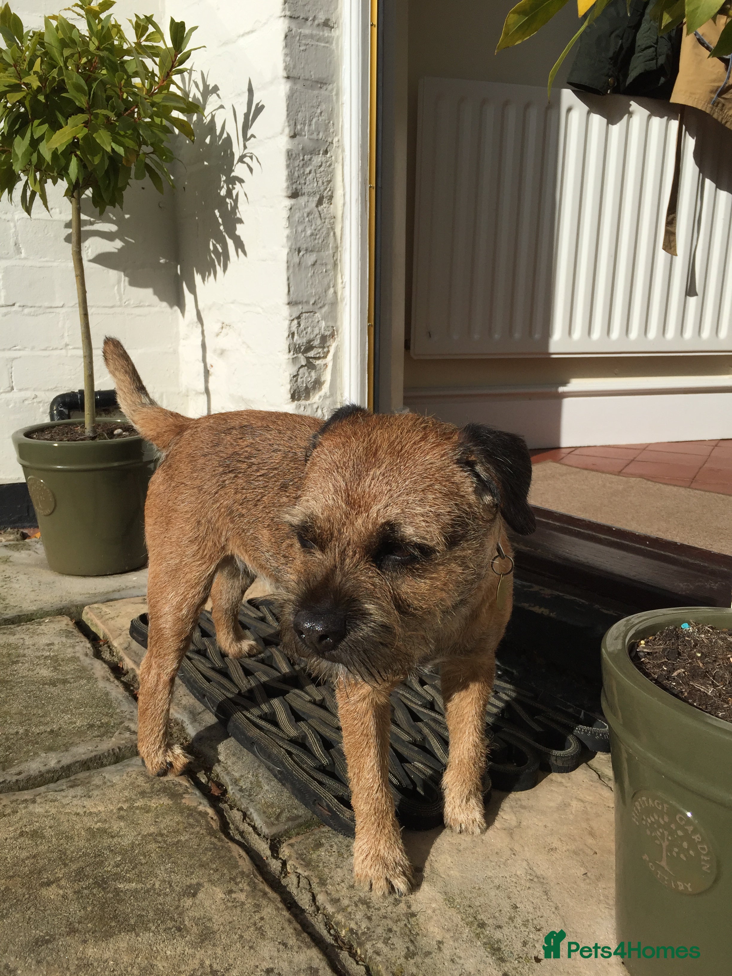 Border Terrier dogs Border Terrier. 10 week old male - Advert 5