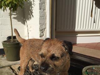 Border Terrier dogs Border Terrier. 10 week old male - Advert 17