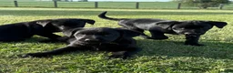 Labrador Retriever dogs for sale: Mr stephen jones in Aylesbury - Advert 1