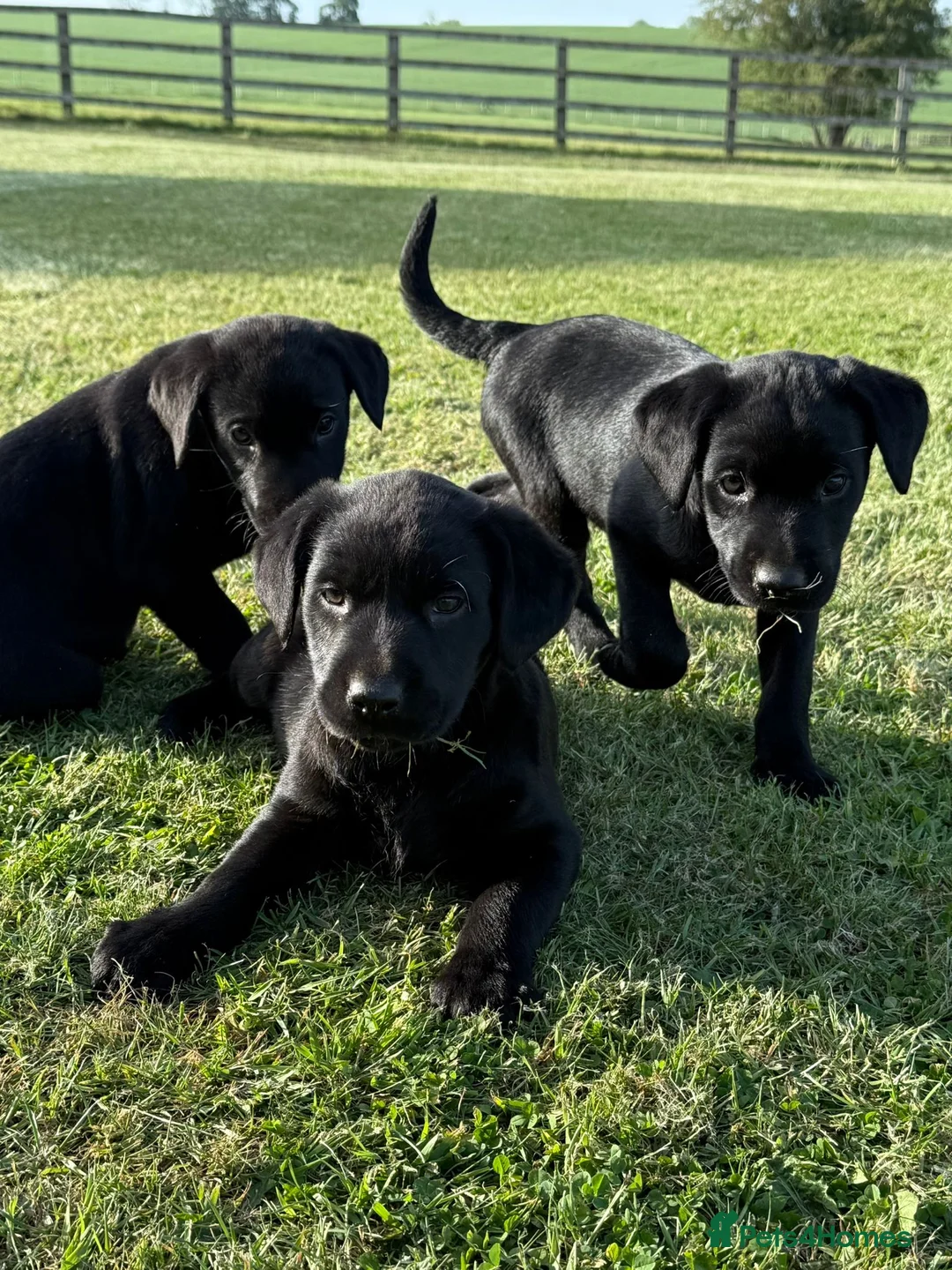 Labrador Retriever dogs for sale: Mr stephen jones in Aylesbury - Advert 1