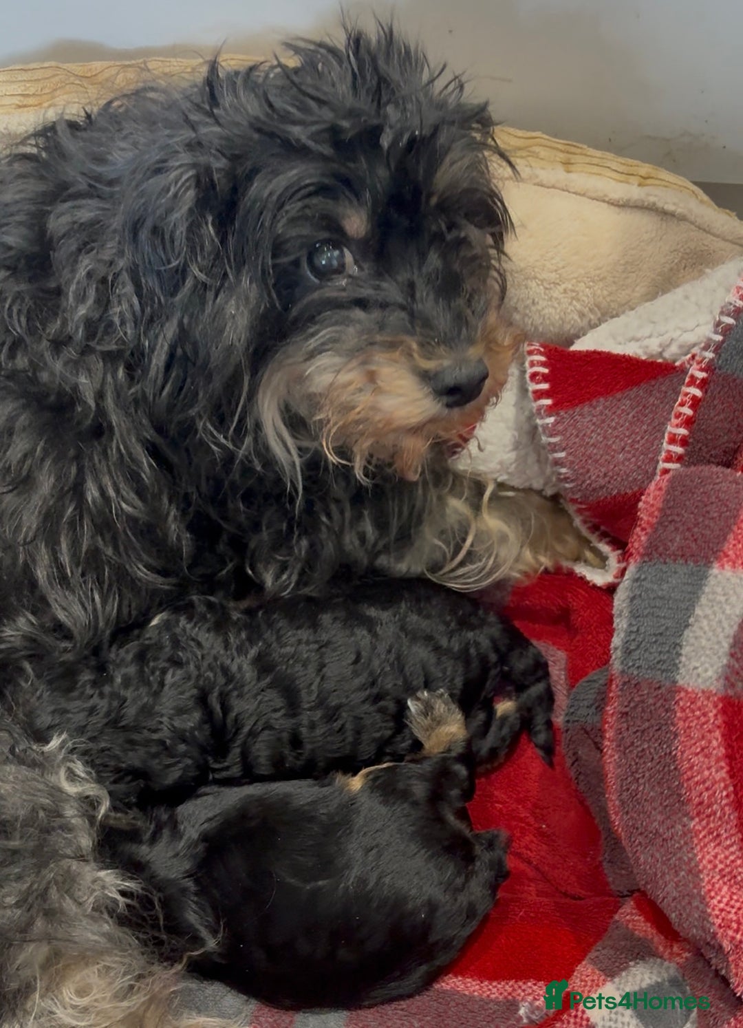 Yorkiepoo dogs for sale: Yorkiepoo F2 Girl Puppies X2 Stunning markings  - Image 7