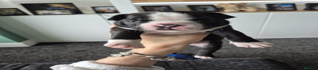 Pink collar