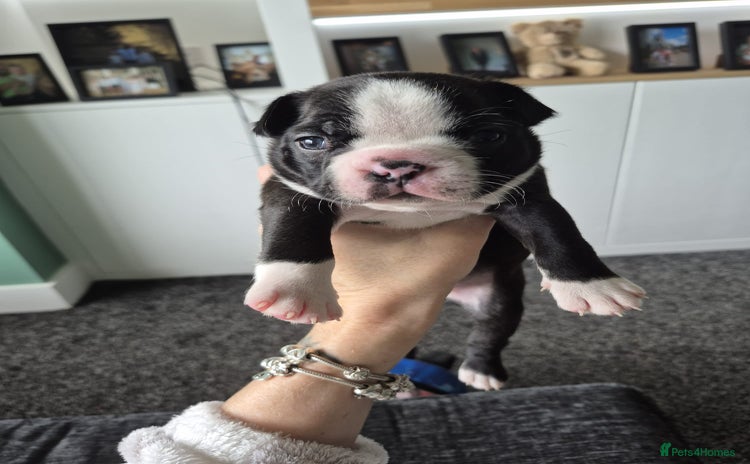 Boston Terrier dogs - Advert 4