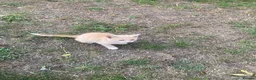 Domestic Shorthair cats for sale: 4 beautiful kittens is ready to go  - Advert 11