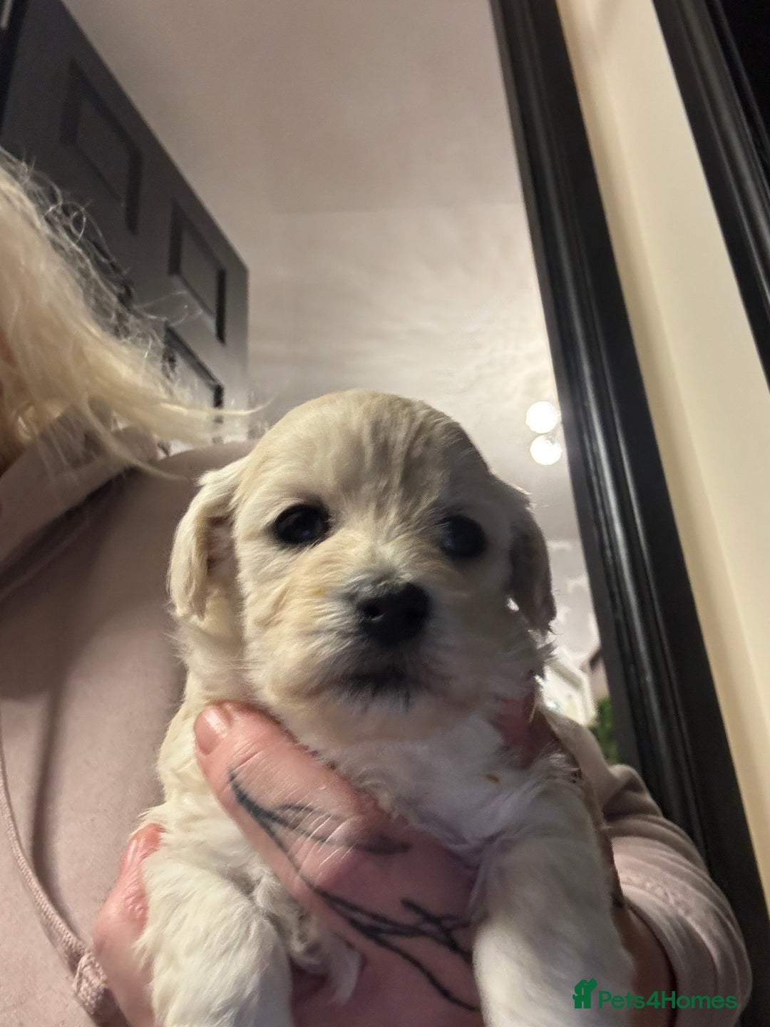 Maltipoo dogs for sale: Teddy bear maltipoo puppies  - Advert 24