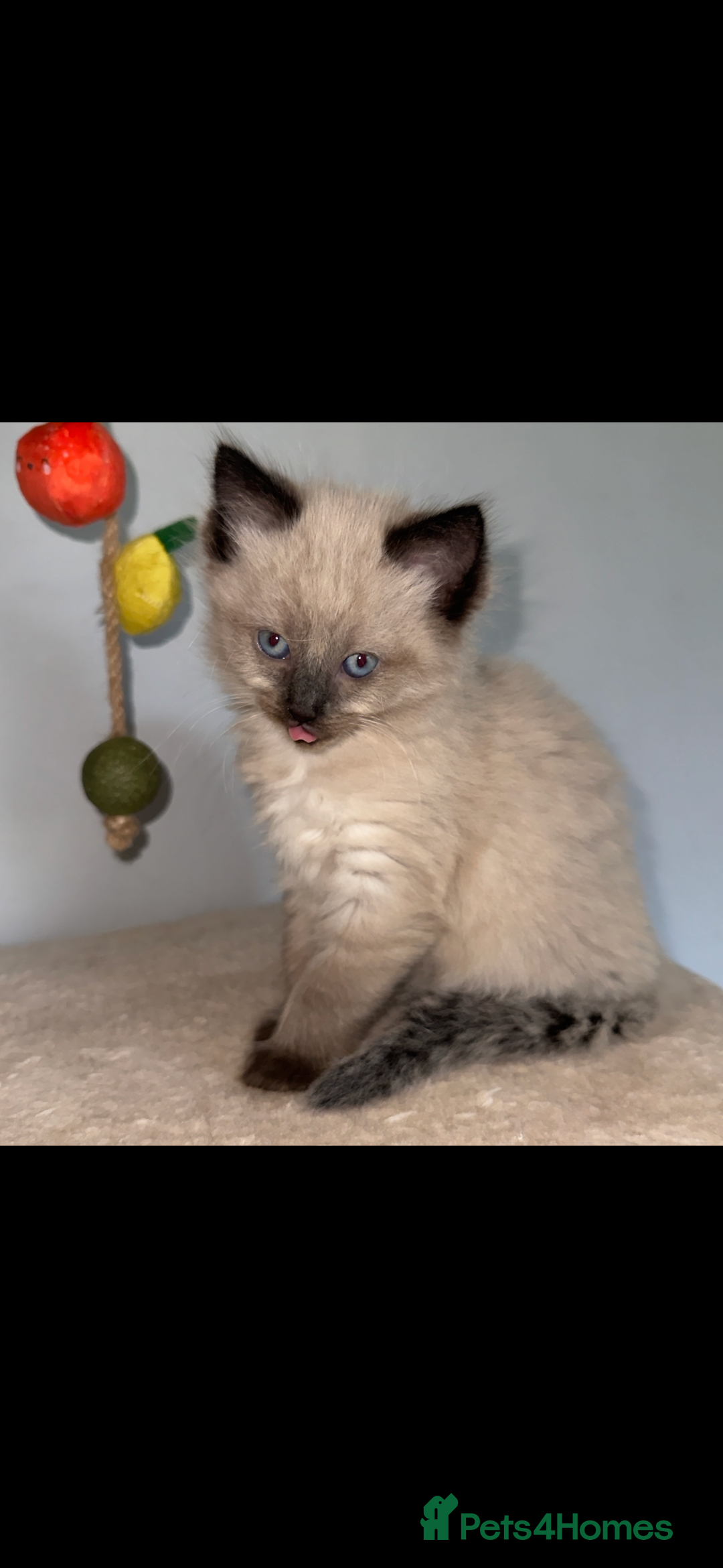 Ragdoll cats for sale: Gorgeous Ragdoll x British Shorthair Kittens  - Image 5