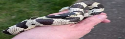 King Snake reptiles for sale: Calfornia King Snake for sale in Lincoln - Advert 2